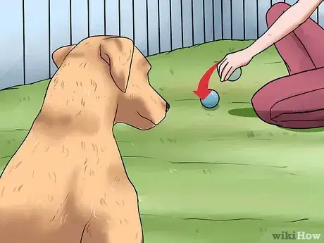 Imagen titulada Teach a Dog to Track Step 5