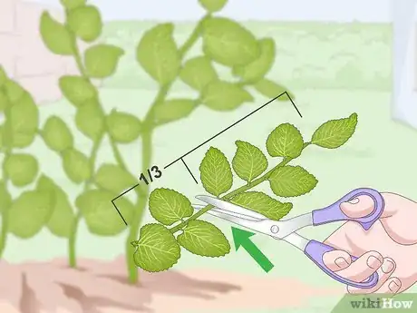 Imagen titulada Prune Oregano Step 11