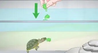 alimentar a una tortuga de orejas rojas
