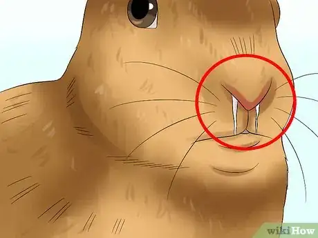 Imagen titulada Care For an Elderly Rabbit Step 14