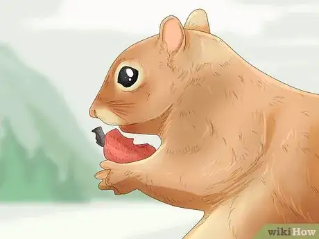 Imagen titulada Keep a Pet Squirrel Step 7