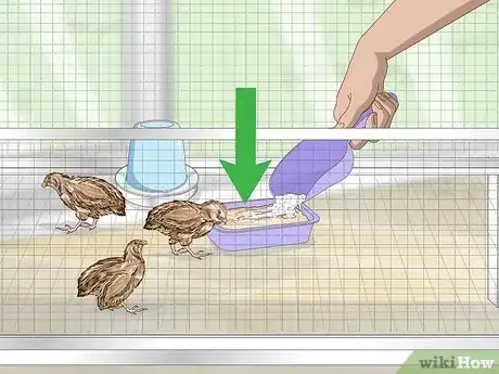 Imagen titulada Breed Quail Step 5