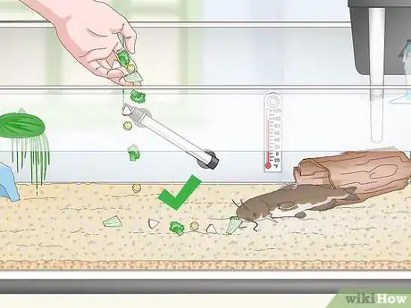 Imagen titulada Keep a Bullhead Catfish Step 15