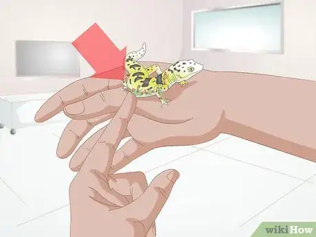 Imagen titulada Bathe a Leopard Gecko Step 1