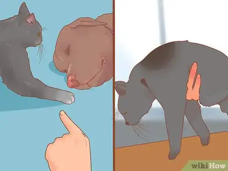 Imagen titulada Stop Your Cat from Attacking Your Dog Step 16