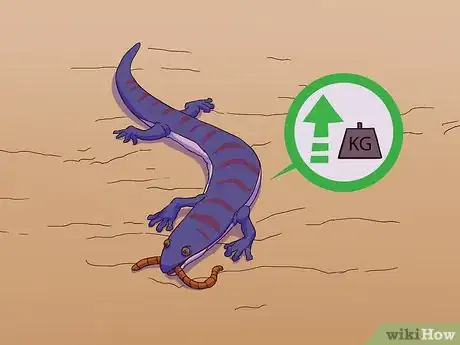 Imagen titulada Feed a Salamander Step 14