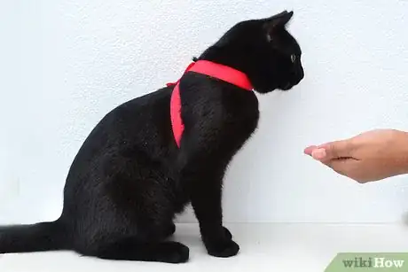 Imagen titulada Put on a Cat Harness Step 8