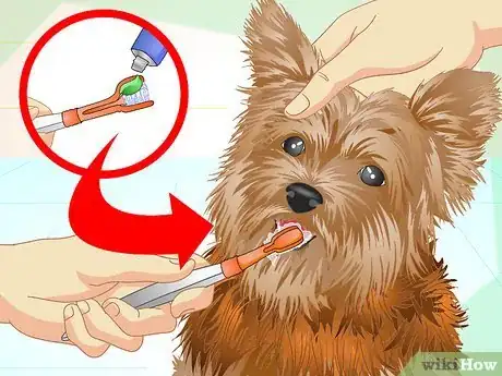 Imagen titulada Keep Your Yorkie's Teeth Clean Step 9