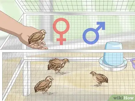 Imagen titulada Breed Quail Step 7