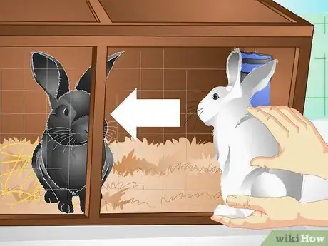 Imagen titulada Keep a Rabbit Warm Step 7