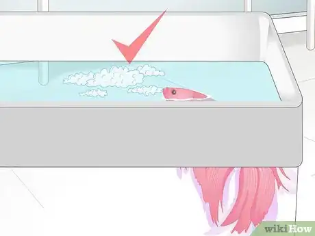 Imagen titulada Pick a Betta Fish Step 12