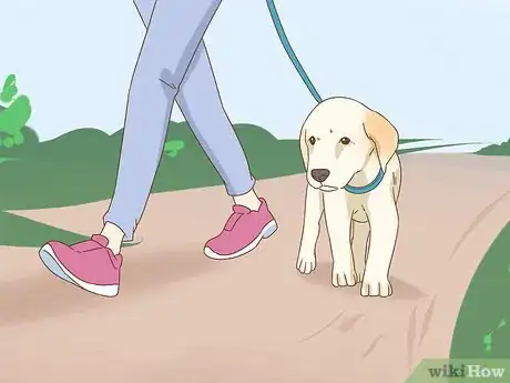 Imagen titulada Care for a Dog With a Broken or Fractured Pelvis Step 8
