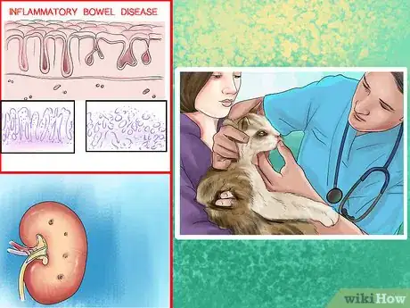 Imagen titulada Retrain a Cat to Use the Litter Box Step 21