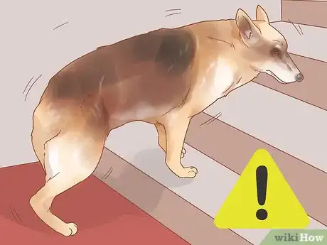 Imagen titulada Know When Your Dog is Sick Step 11