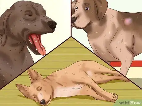 Imagen titulada Administer a Vaccine to a Dog Step 2