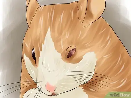 Imagen titulada Determine if Your Hamster Is Blind Step 4