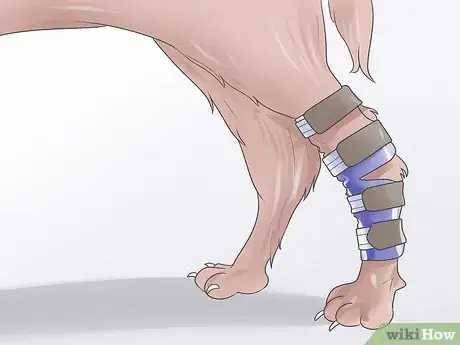 Imagen titulada Heal a Torn Dog ACL Without Surgery Step 7