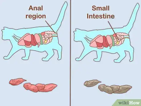 Imagen titulada Treat a Cat with Blood in Its Stool Step 14