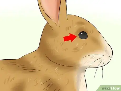 Imagen titulada Care For an Elderly Rabbit Step 13