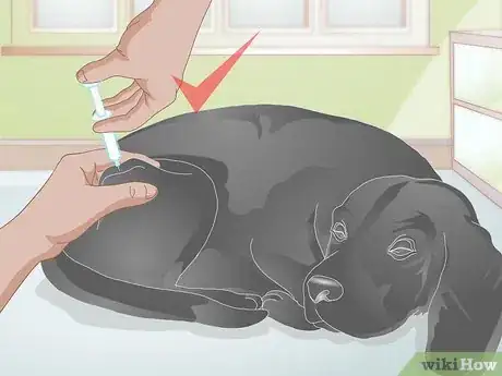 Imagen titulada Treat a Broken Tooth in Dogs Step 10