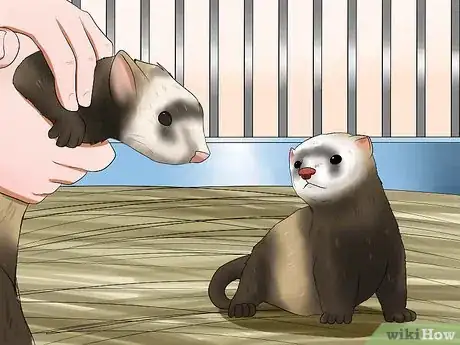 Imagen titulada Breed a Pet Ferret Step 3