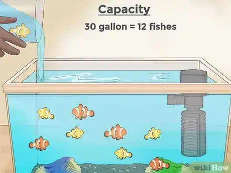 Imagen titulada Care for a Clown Fish Step 16