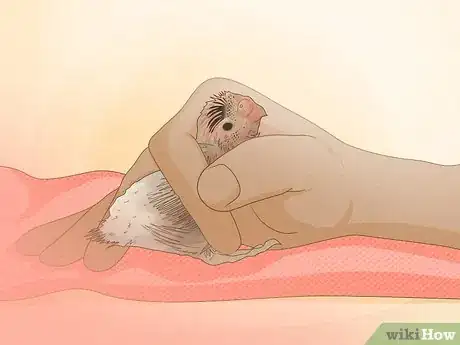 Imagen titulada Feed a Baby Budgie Step 5