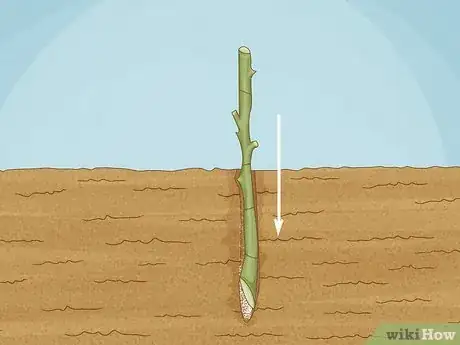 Imagen titulada Grow a Rose Bush from a Single Stem or Cutting Step 3