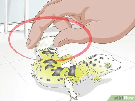 Imagen titulada Bathe a Leopard Gecko Step 8