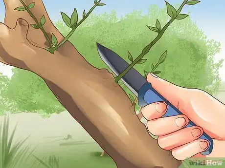 Imagen titulada Use Miswak Step 13