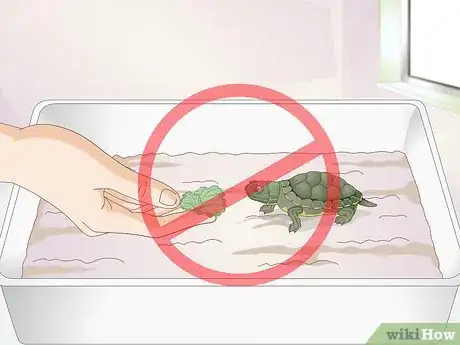 Imagen titulada Feed a Baby Turtle Step 5