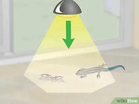 Imagen titulada Catch a Blue Tailed Skink Step 4
