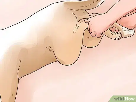 Imagen titulada Support Your Animal After a Horrible Dog or Cat Fight Step 3