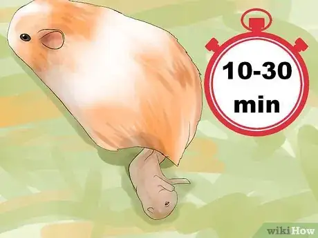 Imagen titulada Breed Standard Guinea Pigs Step 15