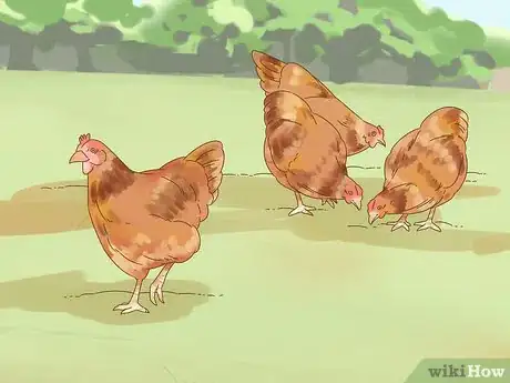 Imagen titulada Tell if a Chicken is Sick Step 3