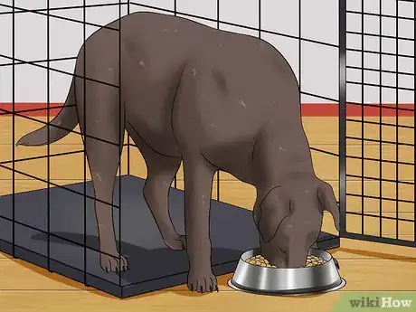 Imagen titulada Prevent a Dog from Defecating in its Crate Step 2