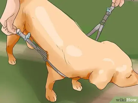 Imagen titulada Treat Neck Pain in Dogs Step 13