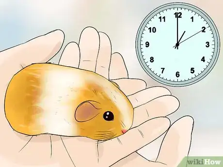 Imagen titulada Breed Standard Guinea Pigs Step 18