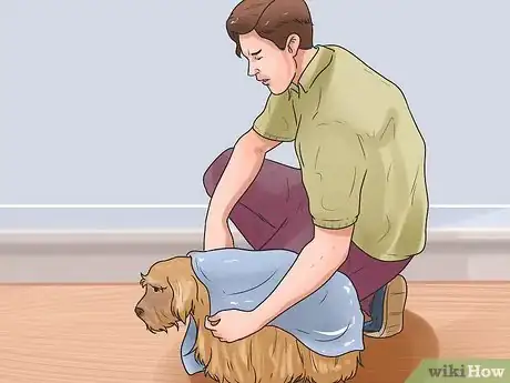Imagen titulada Support Your Animal After a Horrible Dog or Cat Fight Step 5