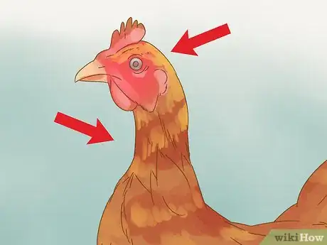 Imagen titulada Tell if a Chicken is Sick Step 5