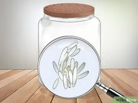 Imagen titulada Keep a Pet Fly Step 11