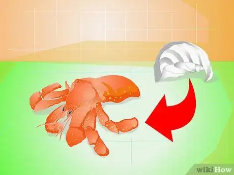 Imagen titulada Know when Your Hermit Crab Is Dead Step 3