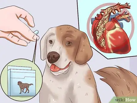 Imagen titulada Identify Different Dog Worms Step 15