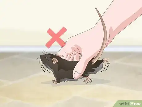 Imagen titulada Tame a Rat Step 15