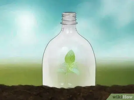 Imagen titulada Keep Birds off Your Seedlings Step 2