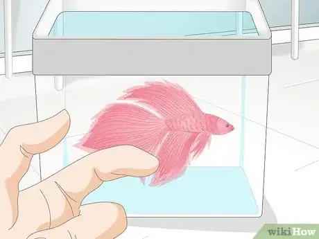 Imagen titulada Pick a Betta Fish Step 5