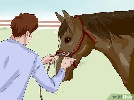 Imagen titulada Break a Horse Step 12