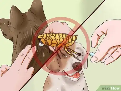 Imagen titulada Identify Different Dog Worms Step 16