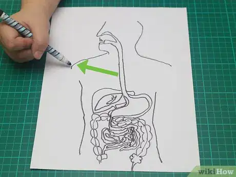Imagen titulada Draw a Model of the Digestive System Step 16