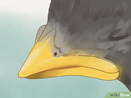 Imagen titulada Identify Baby Birds Step 6